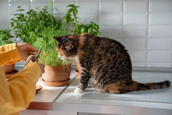 Kadın Elleri Mutfakta Taze Otları Kesiyor Evcil Kedi Evde Masada — Stok fotoğraf