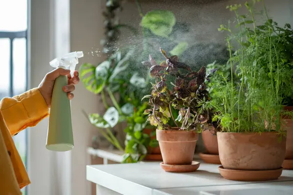 Frischer Grüner Dill Basilikum Blumentöpfen Garten Auf Dem Küchentisch Pflanzliche — Stockfoto