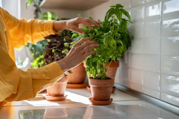 Woman takes fresh basil leaves from plant in pot at home for prepare food, hands close-up. Grow herbs for cooking, culinary concept. Gardening, planting lover, hobby, leisure. Organic eco product.