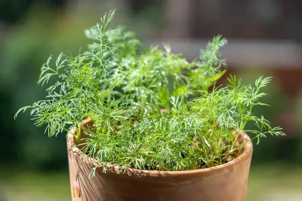 Organic herbs growing at home. Fresh green dill after water spraying, leaves with water drops, growing in clay pot on windowsill, terrace, balcony. Indoor gardening. Grow seedlings in apartment.