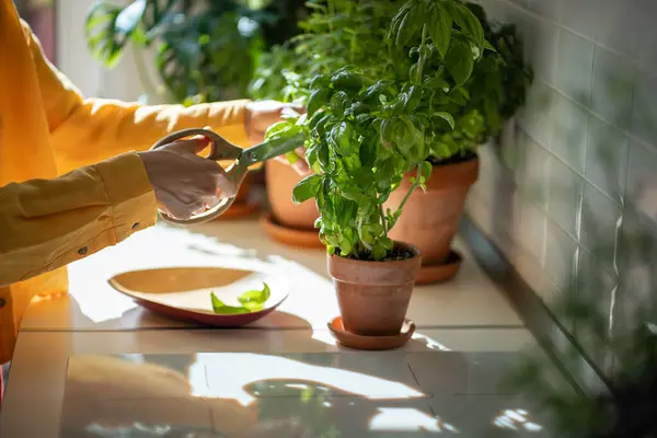 Hands of woman plants lover cutting basil leaves using big scissors of domestic flower at home. Gardener amateur take care of sprout. House planting, gardening, hobby, leisure, growing food plants.