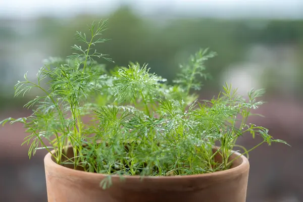 Ervas Orgânicas Crescer Casa Endro Verde Fresco Crescendo Vaso Barro — Fotografia de Stock