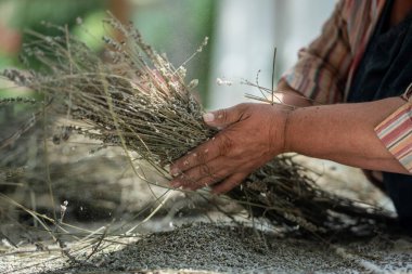 Çiftçi kadının elleri çiftlikte lavanta bitkilerini öğütüyor. Aşçılıkta, aroma ürünlerinde kullanılıyor. Tarım, toplama, mis kokulu bitkiler. Tarım sektörü, el işçiliği kavramı. 