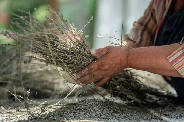 農場で乾いたラベンダーの植物の枝を粉砕する農家の女性の手 アロマ製品で使用しています 香りの良いハーブは花粉症を発症する アグリビジネス 手作業労働コンセプト — ストック写真