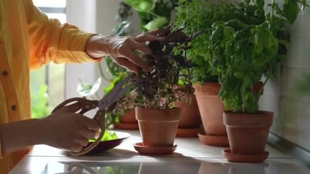 Kobieta Ręce Przycinanie Zielonej Bazylii Rośnie Ogród Stronie Widok Żywność — Wideo stockowe