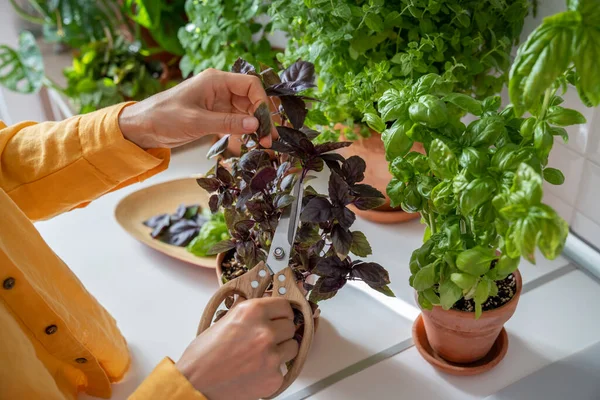 stock image Woman growing herbs in pots cutting purple basil leaves on kitchen for cooking at home, hands close-up. Female cook takes fresh eco plant to prepare food. House planting, gardening, culinary concept.