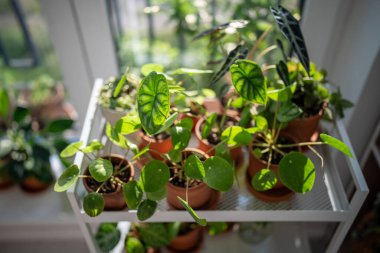 Terracotta tencerelerinde filizlenmiş filizler. Ev manzarasında el arabasına yeniden ekildikten sonra. Ev bitkileri - Pilea, Alocasia Bambino ve metal raflarda Baginda Dragon Scale. Kapalı alanda bahçe işleri, hobiler konsepti.