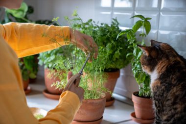 Dereotu budayıp kedi seyreden bir kadın. Tüm yıl boyunca yemek pişirmek için ot yetiştirmek. Dikiz aynasından yakın çekim. Vejetaryen ve sağlıklı bir yaşam tarzı. Doğada ve hayvanlarda aşk