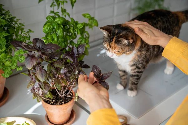 Mujer Jardinero Cuidado Hogar Púrpura Albahaca Acariciar Mullido Gato Amantes —  Fotos de Stock