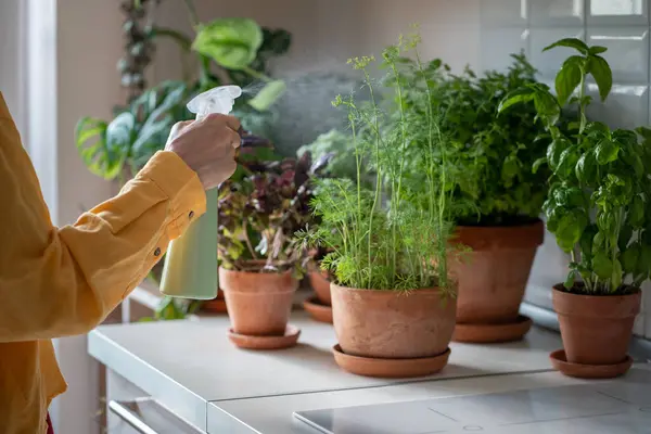 Spraying house plants, caring for indoors seedlings. Female hands in yellow shirt take care of young green fragrant aromatic fresh dill. Parsley cultivation, home herb, edible plants used for food.