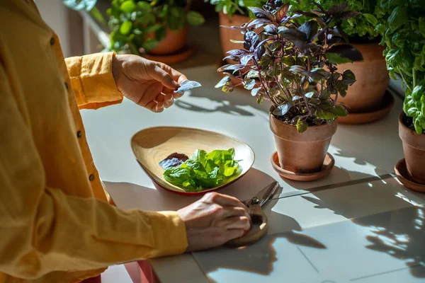 Vrouwelijke Tuinman Snijdt Basilicum Bladeren Handen Van Het Meisje Verzorgen — Stockfoto