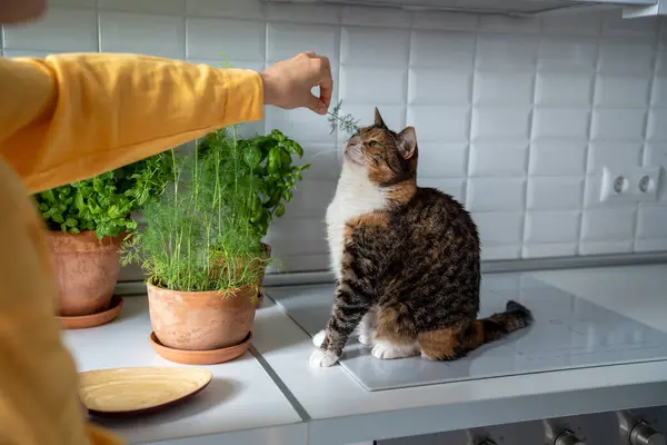 Female Gardener Plays Cat Parsley Dill Love Affection Tenderness Beloved — Stock Photo, Image