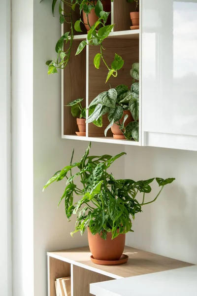 Grüne Zimmerpflanzen Scindapsus Monstera Epipremnum Terrakottatöpfen Den Regalen Gartenarbeit Hause — Stockfoto