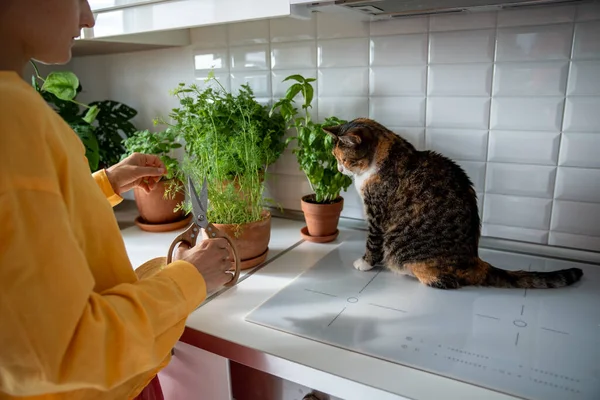 Gardener Takes Care Home Seedlings Cat Watches Tricolor Pet Observe — Stock Photo, Image