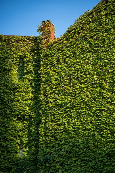 Green facade, eco house concept. Ivy covered building in Berlin Germany. Vine creeper on facade house covered wild grape.
