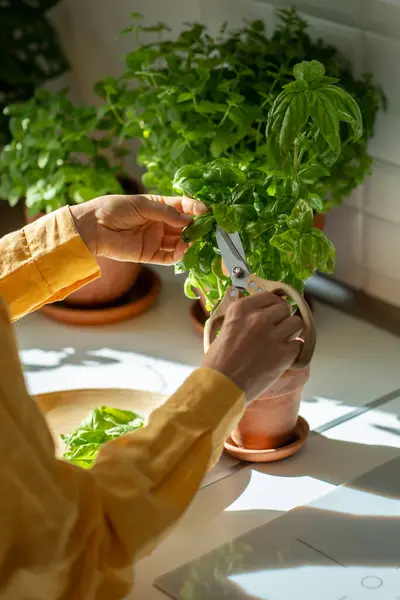 Female Hands Pruning Green Basil Grown Home Growing Herbs Daily — Stock Photo, Image