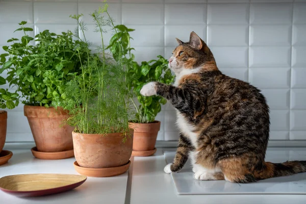 Tabby cat playing with dill and greenery in pots grown at home for cooking sitting at table on kitchen. Growing eco organic fresh green plants for culinary. Animals pets maintenance and care concept.