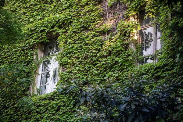 Green facade, eco house concept. Ivy covered building in Tbilisi Georgia. Vine creeper around window on facade house covered wild grape.