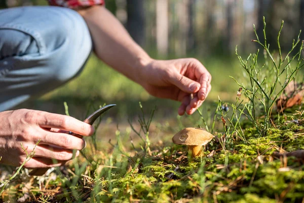 Homem Escolhendo Cogumelo Comestível Floresta Outono Com Faca Nas Mãos — Fotografia de Stock
