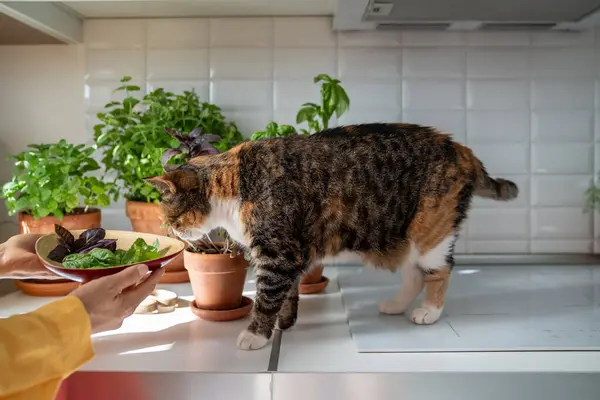 Pet Cat Sniffing Fresh Basil Greenery Plate Kitchen Home Woman — Stock Photo, Image