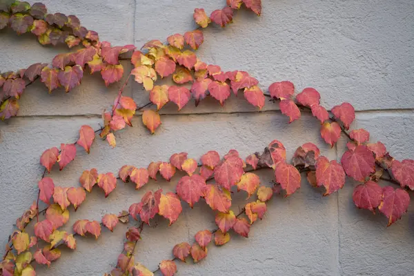 屋外装饰着黄色红叶的墙壁 秋天的叶子 常春藤 在灰色的白色混凝土建筑墙壁上的藤蔓 创意的侧边 房屋装饰立面的枯叶花纹 靠近点 — 图库照片