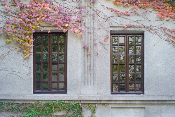 Pembe Ağaç Yapraklarıyla Çevrili Beyaz Bina Duvarında Iki Pencere Ivy — Stok fotoğraf