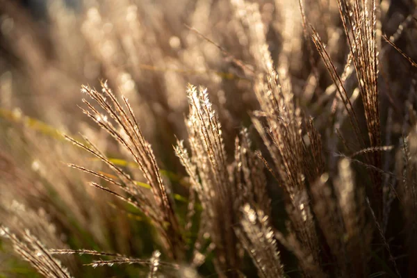 Dry Pampas Grass Sunset Light Outdoors Plant Cortaderia Selloana Soft — Stock Photo, Image