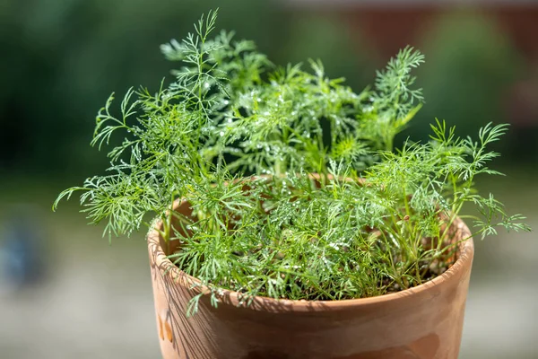 Organic Herbs Growing Home Fresh Green Dill Water Spraying Leaves — Stock Photo, Image