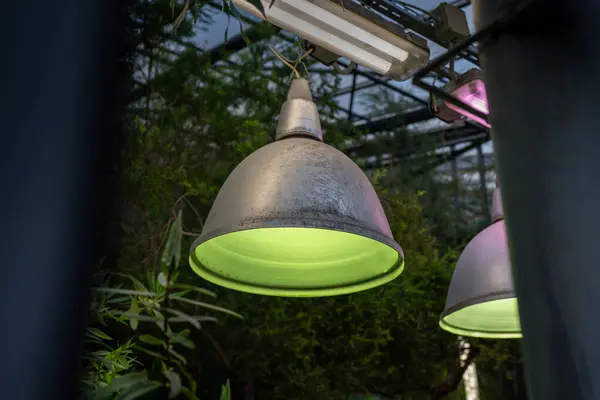 Lámparas Fito Antiguas Para Crecimiento Plantas Estación Fría Invernadero Iluminación —  Fotos de Stock