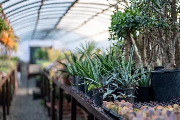 Greenhouse Full Plants Black Plastic Pots Aloe Vera Small Cacti — Stock Photo, Image