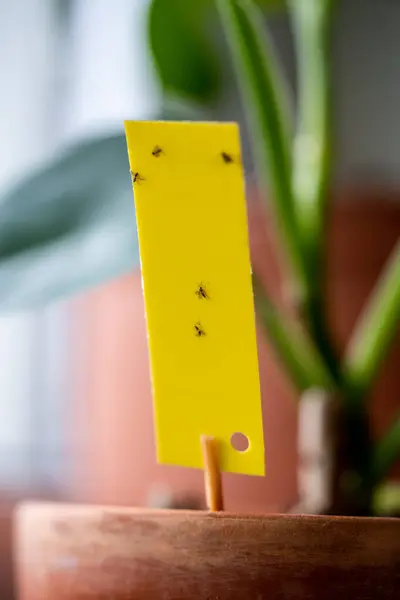Houboví Komáři Uvízli Žlutém Lepkavém Makru Pasti Netoxický Mucholapka Pro — Stock fotografie