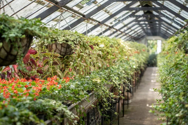 Greenhouse Full Plants Flower Pots Suspended Ceiling Fertilized Beds Seedlings — Stock Photo, Image