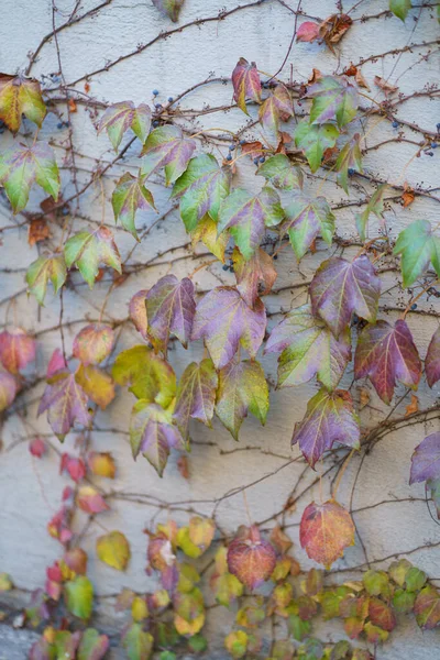 家の外のブドウの多彩な葉の壁の装飾 灰色の白いコンクリートの建物の壁の秋の葉のアイビー 側面の創造的な考え 家の装飾の正面に衰退した葉のパターン クローズアップ — ストック写真