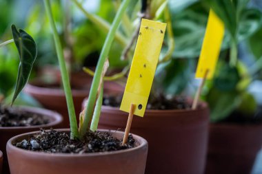 Fungus gnats stuck on yellow sticky trap closeup. Non-toxic flypaper for Sciaridae insect pests around Alocasia houseplant at home garden. Eco plant pest control indoor.  clipart