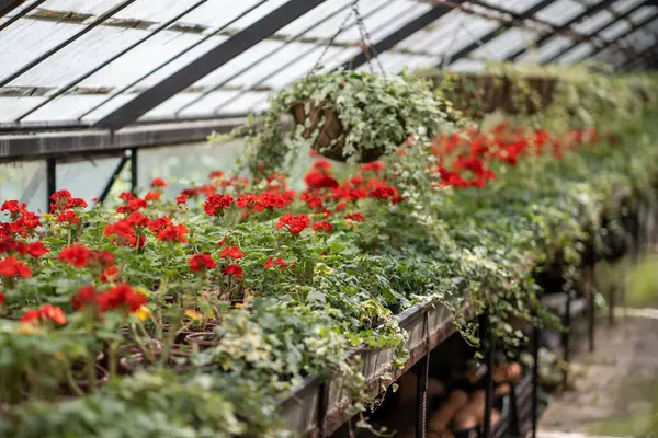 植物がいっぱいの温室 天井から吊り下げられた花鍋は 苗を並べた肥料ベッド 保育園 ガラスハウス 春季コンセプト ソフトフォーカス — ストック写真