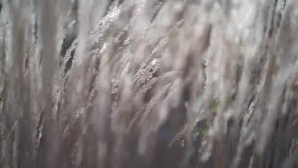 Wildes Schilfgras Auf Einem Vom Wind Schwankenden Wiesenfeld Naturhintergrund Mit — Stockvideo