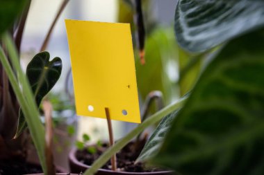 Fungus gnats stuck on yellow sticky trap closeup. Non-toxic flypaper for Sciaridae insect pests around Alocasia houseplant at home garden. Eco plant pest control indoor.  clipart