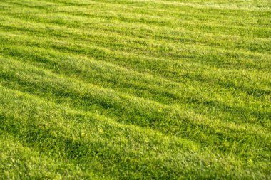 Sahadaki çim biçme makinesinin yeşil çimlerinde çizgileri olan yeni biçilmiş çimenler. Doğal yeşillik dokusu, biçtikten sonra çizgiler. Futbol sahası, golf sahaları, yeşil çimen desenleri..