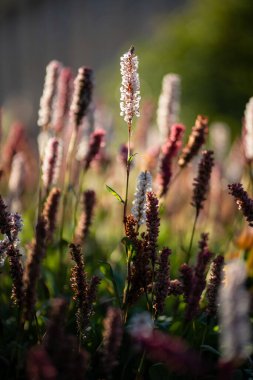 Closeup of blooming Polygonum affine in garden. Bistorta affinis blooming plants in summer park. Backlit flower, blurred background.  clipart