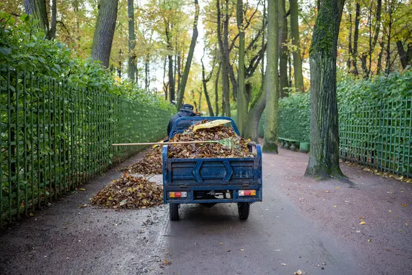 Janitor on small dump truck cleaning leaves in autumn park riding asphalt road. Piles of fallen dry leaves on road side in overcast weather. Picking collecting foliage. Clean public territory concept.