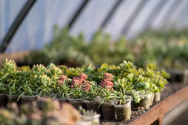 Succulents Cactuses Decorative Plants Growing Seed Plot Orangery Greenhouse Further — Stock Photo, Image
