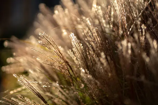 stock image Dry pampas grass at sunset light outdoors. Plant Cortaderia selloana soft focus. Natural abstract background with fluffy dry reeds in sunlight