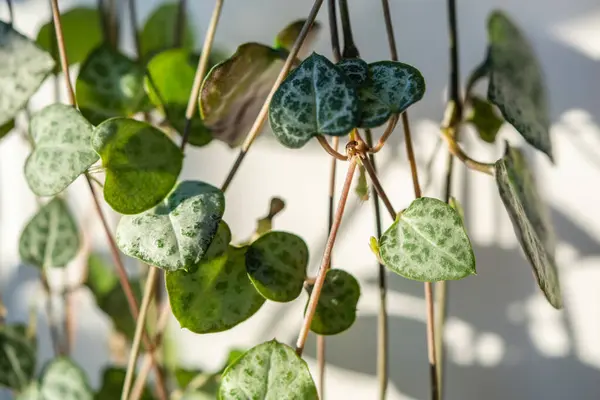 Ceropegia Woodii Houseplant Long Heart Shaped Leaves Closeup String Hearts — Stock Photo, Image