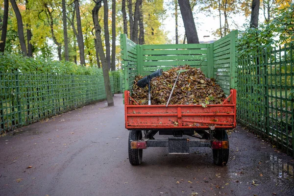 Small dump truck with dry fallen leaves in autumn park riding on asphalt road. Piles of fallen dry leaves on road side in overcast weather. Picking collecting foliage. Work of city urban utilities.