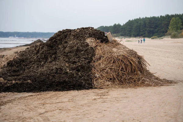 Cleaning Sea Bay Beach Flood Storm Debris Thrown Hurricane Pile — Stock Photo, Image