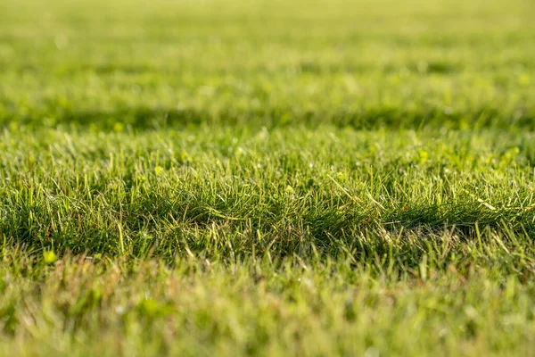 Stock image Closeup freshly mowed lawn with stripes on green grass from lawn mower on field. Natural greenery texture, stripes after mowing. Field for training football pitch, Golf Courses, green lawn pattern.