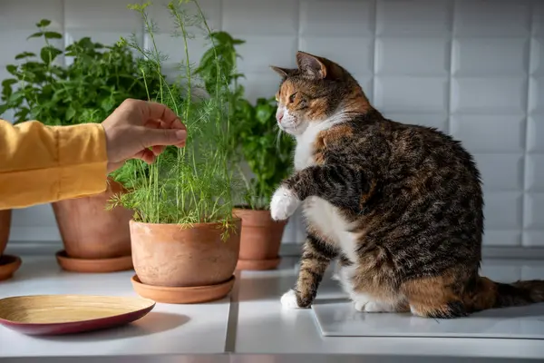 Tabby Cat Playing Dill Greenery Pots Grown Home Cooking Sitting — Stock Photo, Image