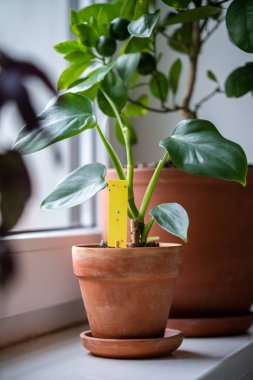 Mantar sinekleri sarı yapışkan kapana sıkıştı. Sciaridae böcek böcekleri için zehirli olmayan sineklik, Philodendron saksısı evdeki pencere eşiğinde. Eko bitkileri kapalı alanda haşere kontrolü. 