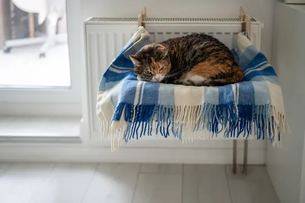 Sällskapsdjur Katt Liggande Hyllan Mjuk Rutig Bredvid Varm Radiator Modern — Stockfoto
