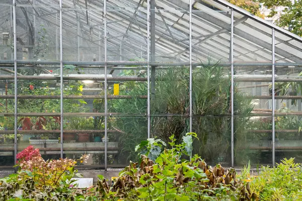 Estufa Vidro Jardim Botânico Com Diferentes Flores Plantas Orangery Estufa — Fotografia de Stock